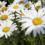 white daisies , 427 , leucanthemum maximum, margarita, wild flower seeds, gardening, flower seeds, daisy seeds, marguerite