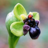 Ophrys bombyliflora - Bumblebee  terrestrial orchid - 100 fresh , germination tested seeds