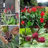 Canna Indica Germinate Seeds Red Lily Plants  Arrowroot Attracts Flowers ceylon