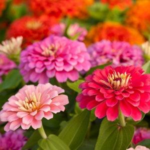 150 Mystic Rose Zinnia Seeds - flowers - Reproducible Peasant Seeds - untreated