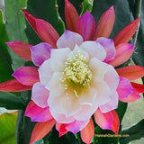 1 cutting/ leaf/ stem super hot rare fragrant Camilla Obayashi Epiphyllum Orchid Cactus 6-8???