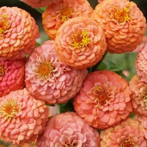 25 Zinnia Seeds Oklahoma Salmon Seeds Annual Flower Seeds