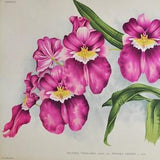 Miltonia Vexillaria Memoria Lindeni - Original Large Antique Orchid Print 1880s - orchidaceae botanical botany plant flower linden orchidee