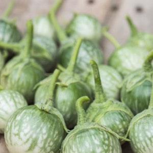 100 seeds Petch Siam Thai Eggplant Seeds, Green round Thai Eggplant Seeds Organic