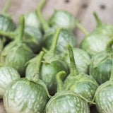 100 seeds Petch Siam Thai Eggplant Seeds, Green round Thai Eggplant Seeds Organic