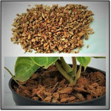 Coconut Husk Chips for Orchids, Anthurium & Hoya Plants - 100% Natural Organic Growing Media