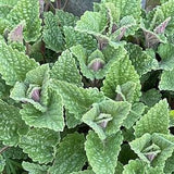 Amazingly Fragrant Catnip Seeds Nepeta cataria Cut Flower Bouquet Teas Edible Dizzy Bees Urban Garden