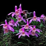 Pleione Preacox