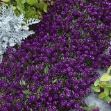 ORIENTAL KNIGHT ALYSSUM Purple Sweet Alysum Groundcover Ground Cover 10 Seeds