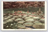 NEW LISTING1900s~Como Park~Historic Lily Pond~St. Paul Minnesota MN~Antique Postcard