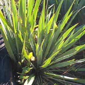 Yucca-Adams Needle seeds