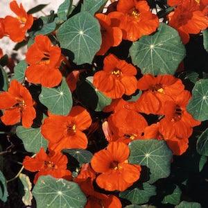 25 Empress of India Nasturtium Flower Seeds. Open Pollinated, Annual, GMO Free, Untreated.