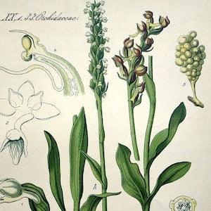 1886 antique color lithograph print of orchids, original vintage botanical flower PLANT engraving, white orchid  plate, Wall home art decor.