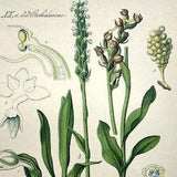 1886 antique color lithograph print of orchids, original vintage botanical flower PLANT engraving, white orchid  plate, Wall home art decor.