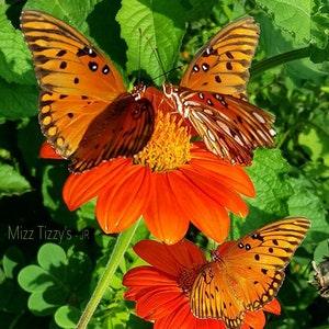 We Carry 80 Varieties of Native Plant Seeds - Advertisement ORDER