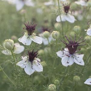50 Nigella Love-in-a-Mist African Bride Seeds / Nigella Papillosa / Cut Flower / English Garden / Cottage Flower Seeds / Wedding Flowers
