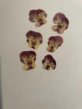 Pressed Dried Flowers All Natural Not Dyed Or Coloured Viola Flowers Pink L2