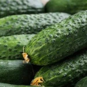 Cucumber F1 Anna - 50 Seeds - Cucumis Sativus