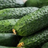 Cucumber F1 Anna - 50 Seeds - Cucumis Sativus