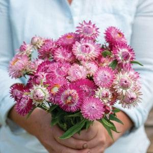 50 Bright Rose Strawflower Seeds / Helichrysum bracteatum / Dried Arrangement/ Wedding Flowers / Wildflowers /  English Garden / Cut Flowers