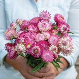 50 Bright Rose Strawflower Seeds / Helichrysum bracteatum / Dried Arrangement/ Wedding Flowers / Wildflowers /  English Garden / Cut Flowers