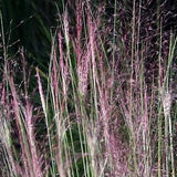 Molinia caerulea Panicum virgatum Varieties Ornamental Grass Seed Switch Purple Moor Grass Hardy Great Prairie Style Cottage Gardens UKFreeP