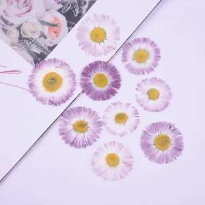 12PCS real Pressed Daisy Flower, 2 size purple dry flower for art craft FCD50