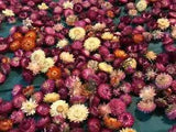 A pack of Assorted Strawflowers (dried) ready for use crafting