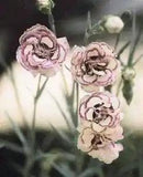 30+ RASPBERRY RIPPLE CARNATION FLOWER SEEDS / PERENNIAL / DIANTHUS