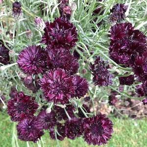 Black Cornflower seeds - Black Button