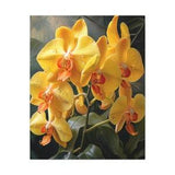 Yellow Orchid Splendor, orange petals, dew drops
