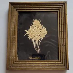 Vintage Real Swiss Edelweiss Wall Decor Dried Leontopodium Alpinum Framed