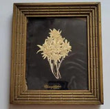 Vintage Real Swiss Edelweiss Wall Decor Dried Leontopodium Alpinum Framed