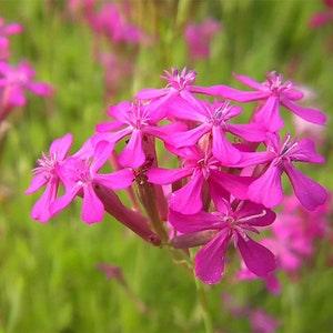 None so Pretty or Catchfly Seeds - Annual or Biennial Flower Seeds - Multi-colored Blend