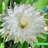 1 unrooted cutting/ leaf/ stem Super Rare Hot  Kiwi Iolanthe Epiphyllum Orchid Cactus 6-8???