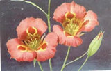 Mariposa Lily Butterfly Tulips 1957 Postcard