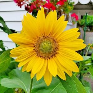 Giant sunflower seeds