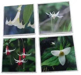 4 coaster tile trivet cork back flower photos Trillium Lily Trumpet Fuchsia 4" W