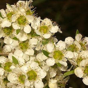 Leptospermum polygalifolium - Copper Tantoon - 100 Seeds