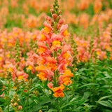 Orange Snapdragon Flower Seeds - Grow Beautiful Flowers Indoors, Outdoors, In Pots, Grow Beds, Soil, Hydroponics & Aquaponics