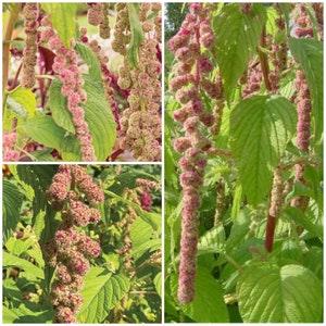 PINK Love Lies Bleeding Amaranthus Seeds - Pink Mira or Prince of Whales Feather Amarantus  Seeds