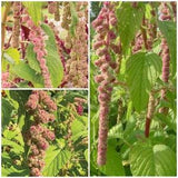 PINK Love Lies Bleeding Amaranthus Seeds - Pink Mira or Prince of Whales Feather Amarantus  Seeds