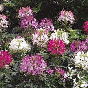 50+ Mix Cleome Flower Seeds-Cleome Spider Flower-Cleome Hassleriana-Spider Plant-Gorgeous Perennial-B490