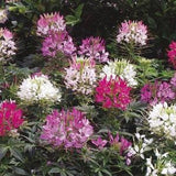 50+ Mix Cleome Flower Seeds-Cleome Spider Flower-Cleome Hassleriana-Spider Plant-Gorgeous Perennial-B490