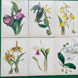 Orchids - Set of 16 Vintage Postcards, Illustrator A. Shipilenko, Printed in the USSR, 1986