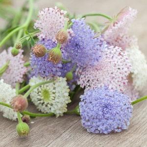 25 Lacy Didiscus Mix Seeds, Pink, Blue and White, Organic Trachymene Coerulea TR4025