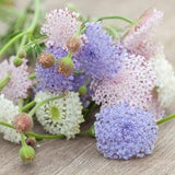 25 Lacy Didiscus Mix Seeds, Pink, Blue and White, Organic Trachymene Coerulea TR4025