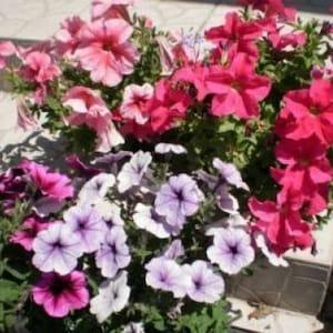 250 Mixed Colors DWARF PETUNIA Pink Red Purple White Yellow Bicolor Flower Seeds