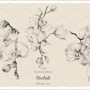 Pencil drawing orchid_ Commercial license - up to 5,000 end products for sale