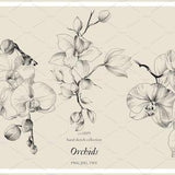 Pencil drawing orchid flowers